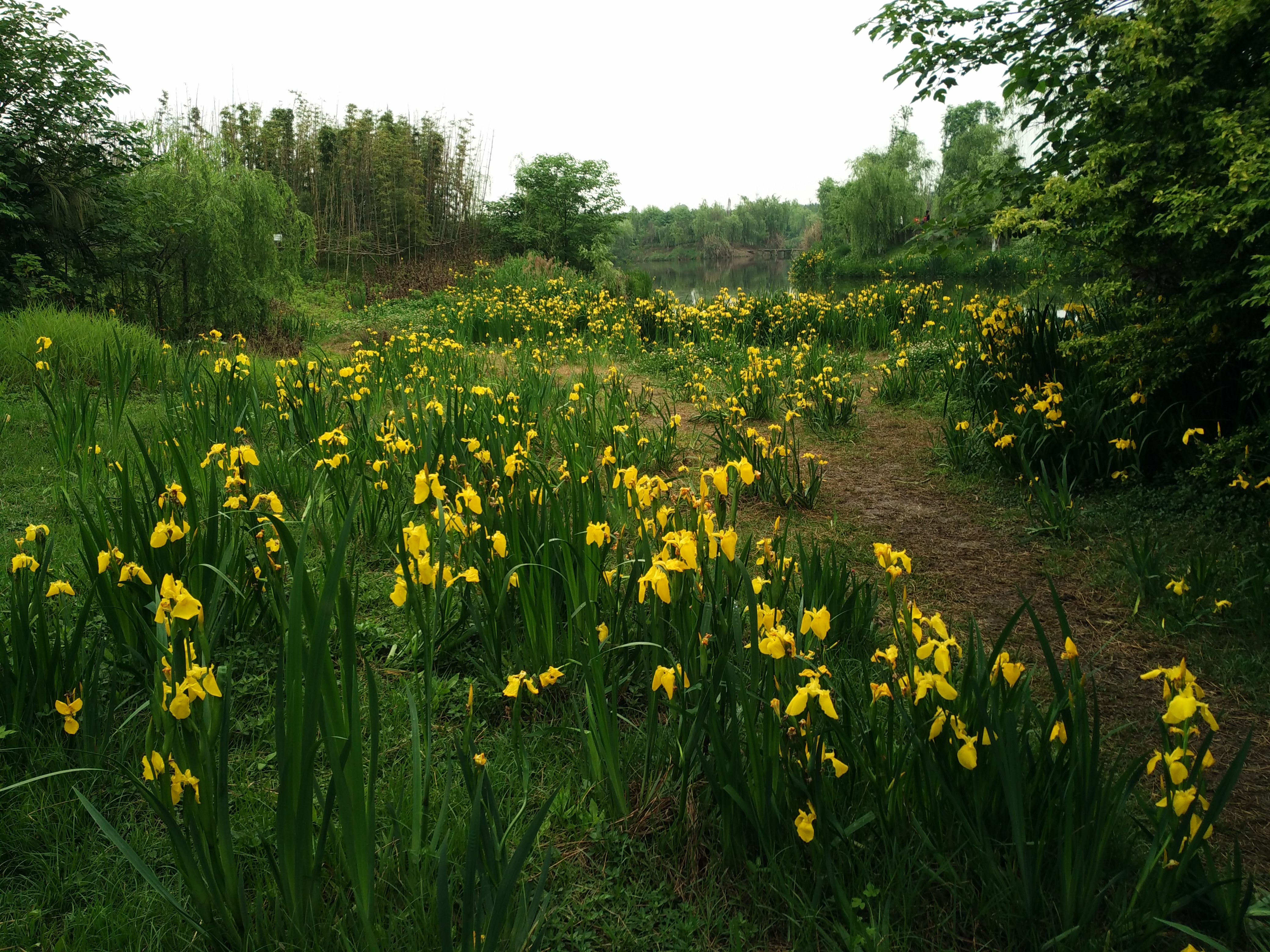 成都周边适合秋天看花的地方,成都周边看花攻略国庆节节
