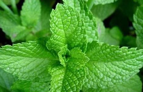 家养薄荷泡茶,自己家的薄荷可以泡茶吗