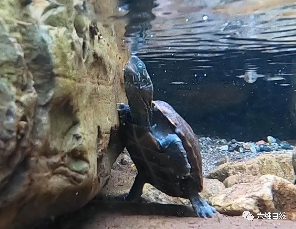 野生中华草龟捡到判几年,2只被放生中华草龟被救