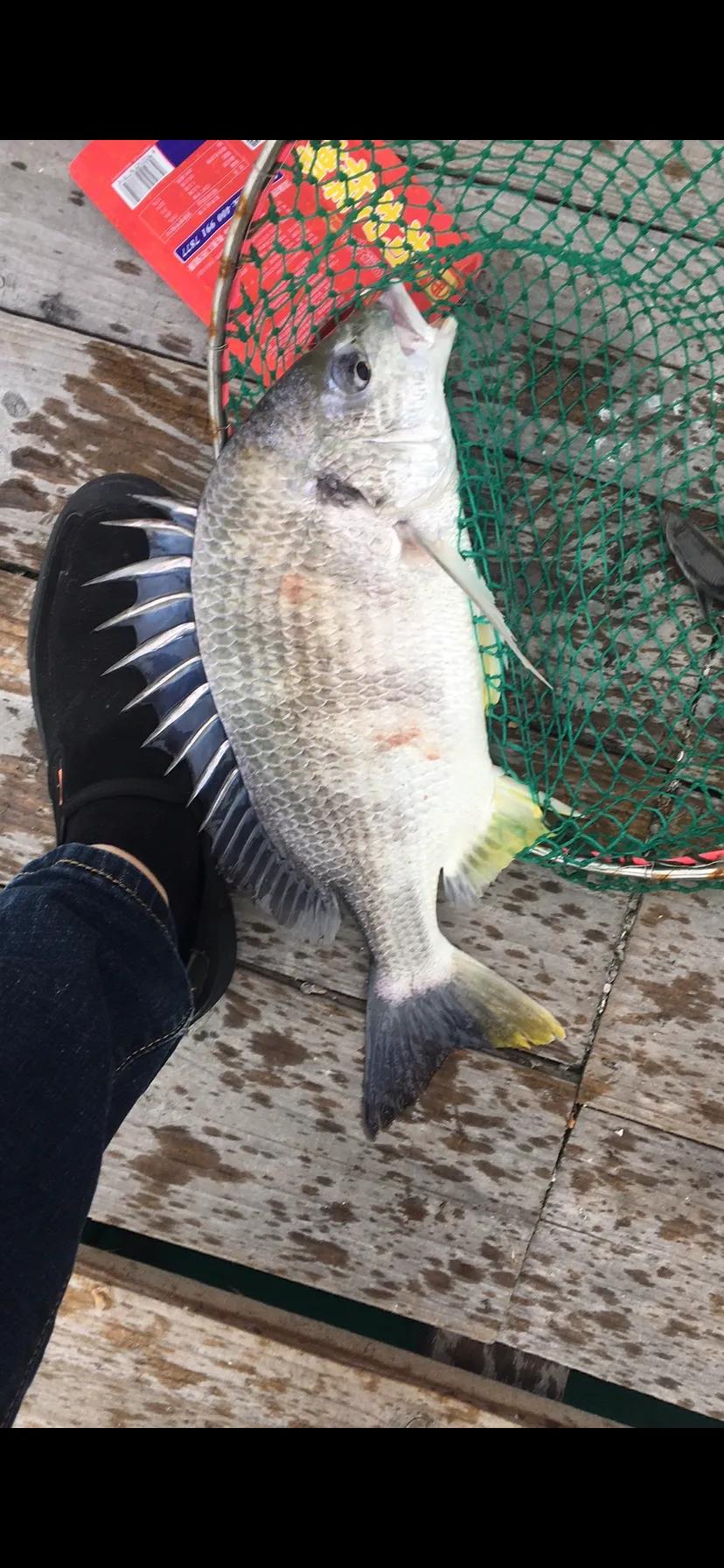 深圳惠州海钓最佳地点,惠州排名第一的海钓地点