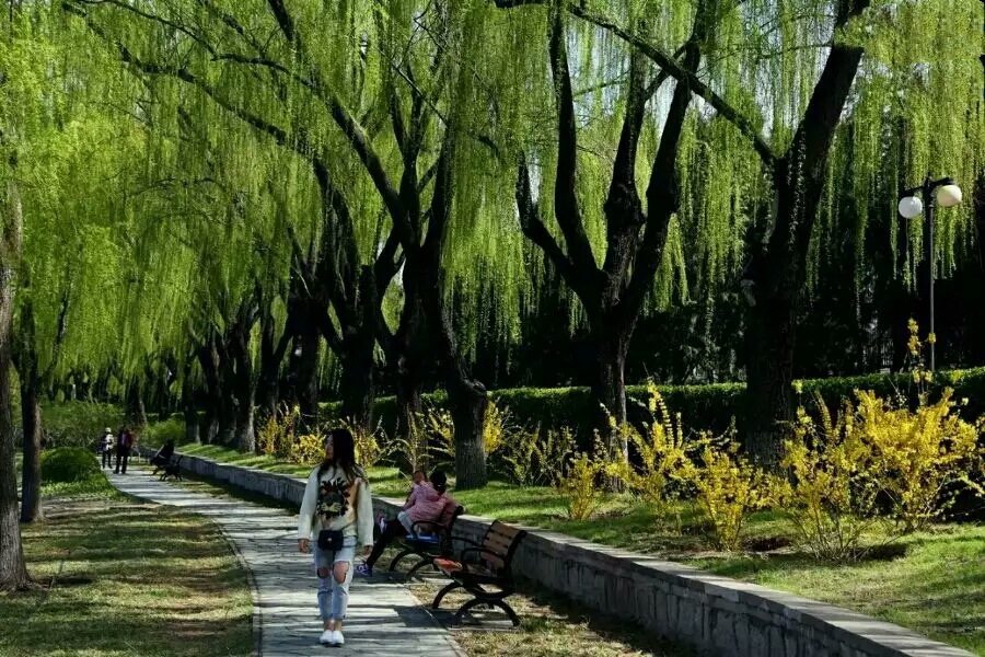 柳树枝泡水浇君子兰防烂根吗,君子兰根可用柳枝水泡吗