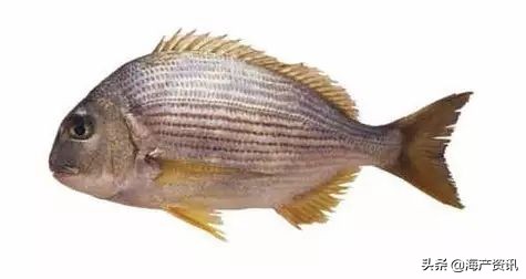顶级海鲜鱼类大全图解,常见海鲜鱼类哪些便宜