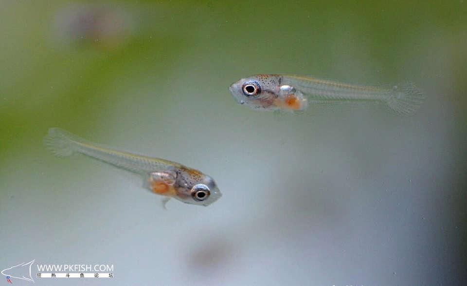 中国斗鱼繁殖直播教程视频,繁殖中国斗鱼要多大的鱼缸