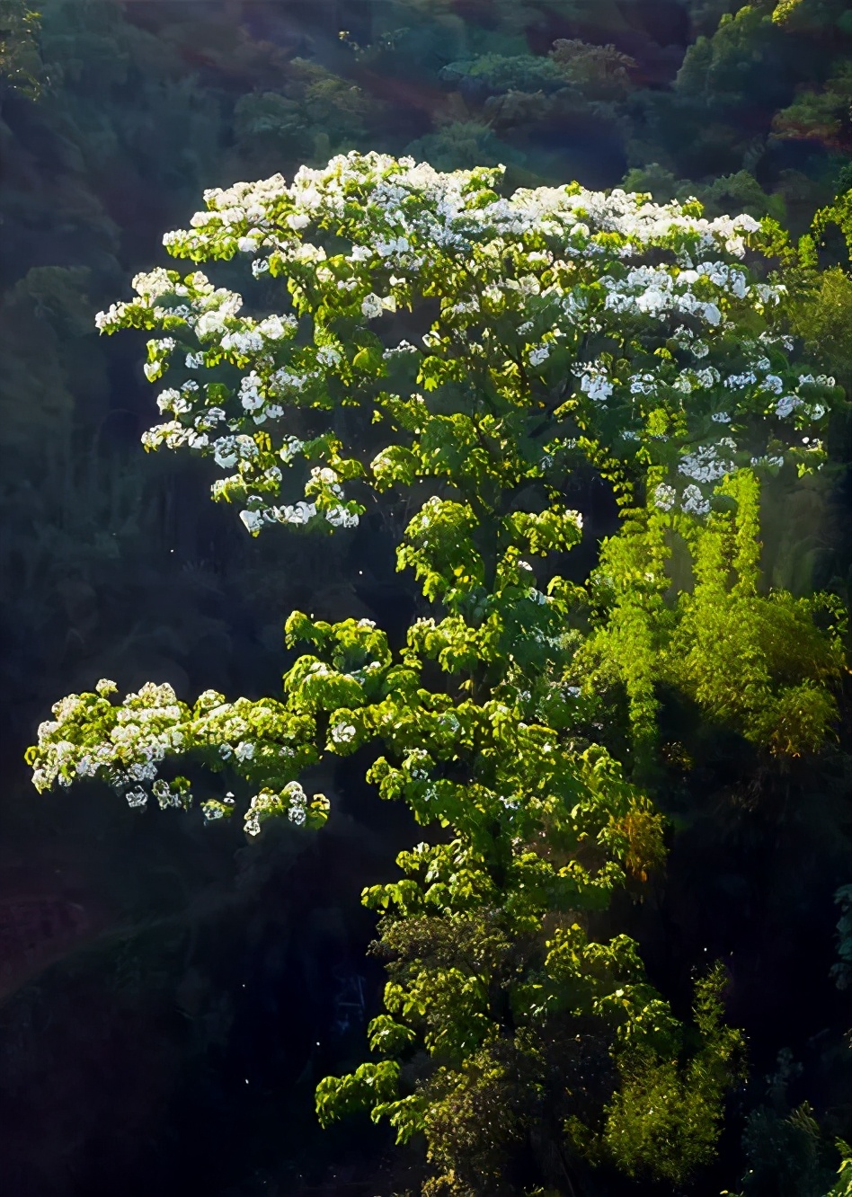 江安县怡乐镇第二届“千年桐万亩花”摄影大赛开赛了