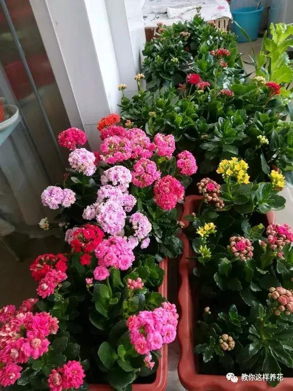 淘米水养鱼有什么效果,淘米水浇什么最旺