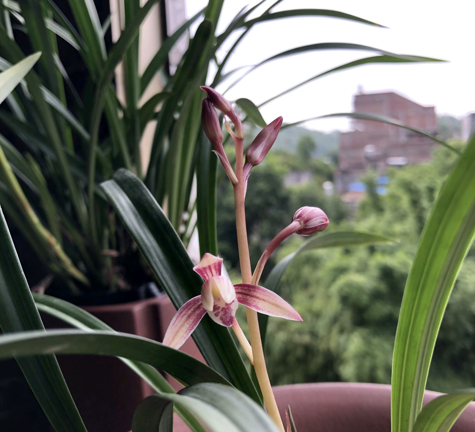 建兰艳阳红买回来怎样上盆,建兰红满天兰花什么时候长花苞