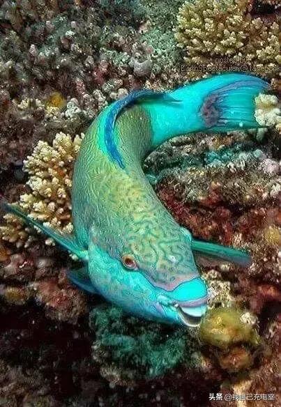 罕见的海底世界照,罕见海底图片