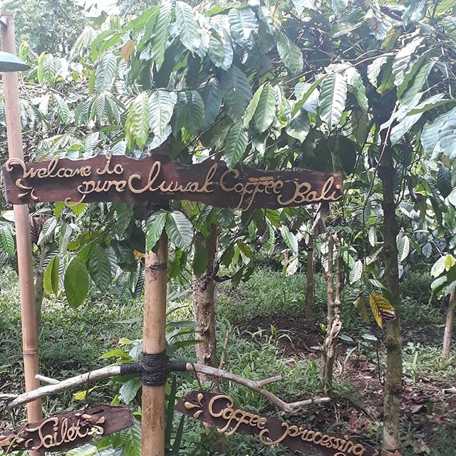 猫屎咖啡到底有多昂贵,为什么猫屎咖啡是世上最贵的