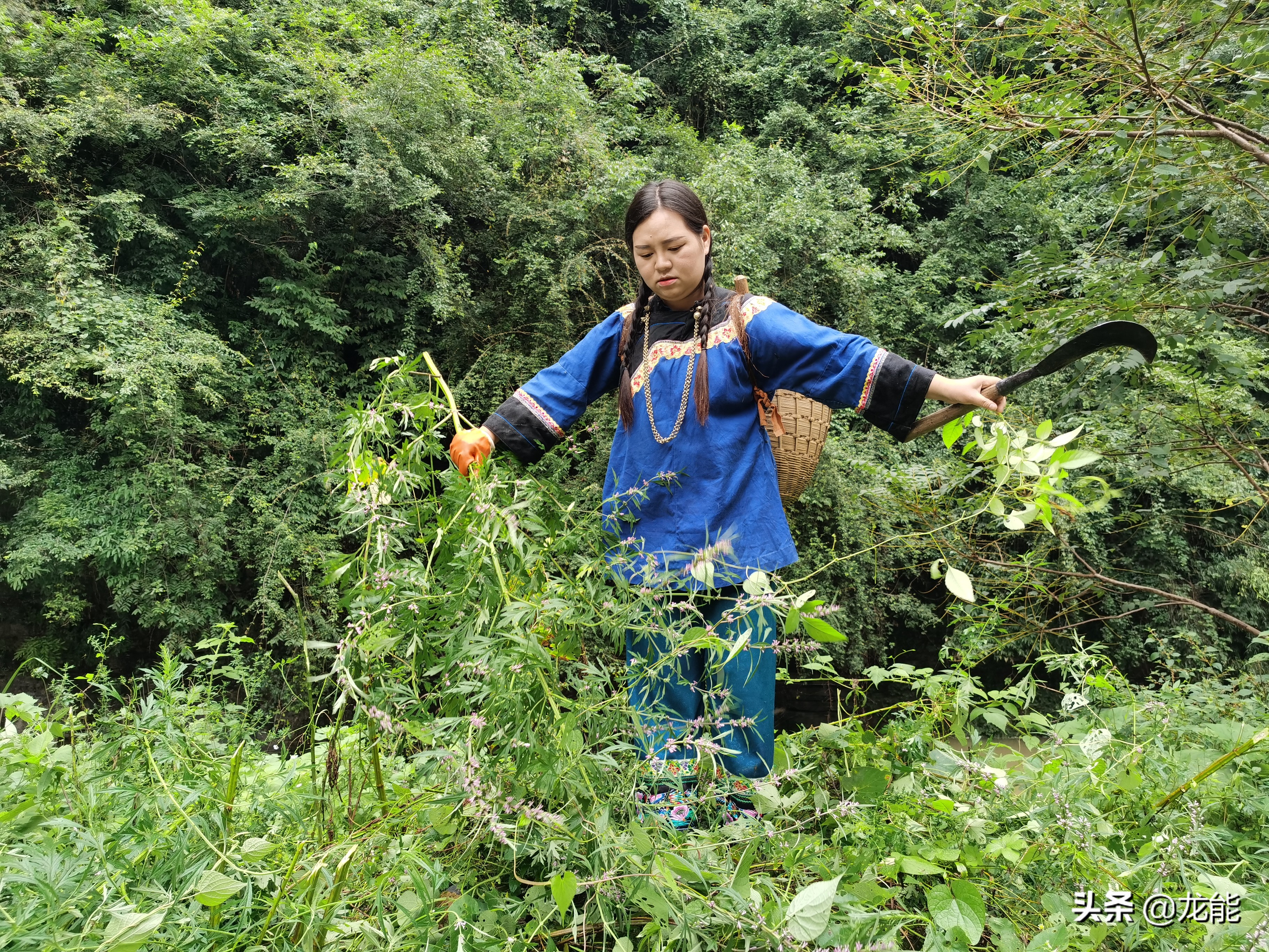 农村常见的草有什么功效,农村的哪些草有治病的功效