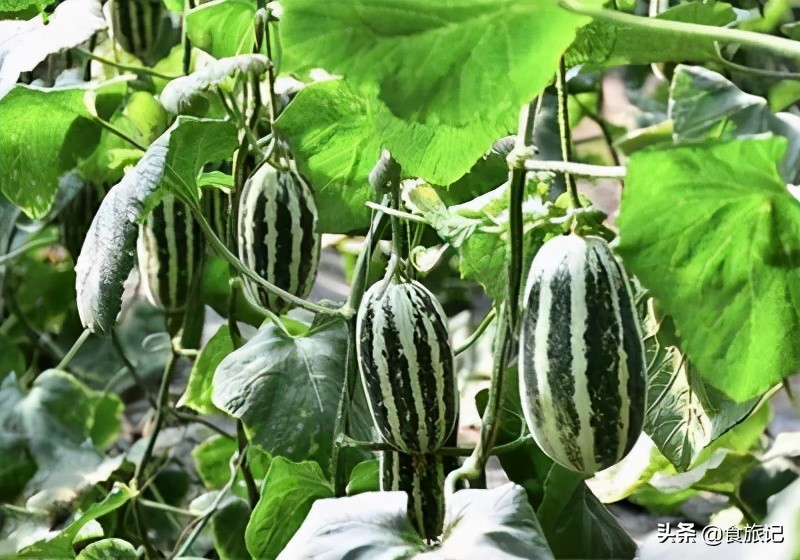 正宗博洋蜜瓜产地,黄洋蜜瓜和博洋蜜瓜区别
