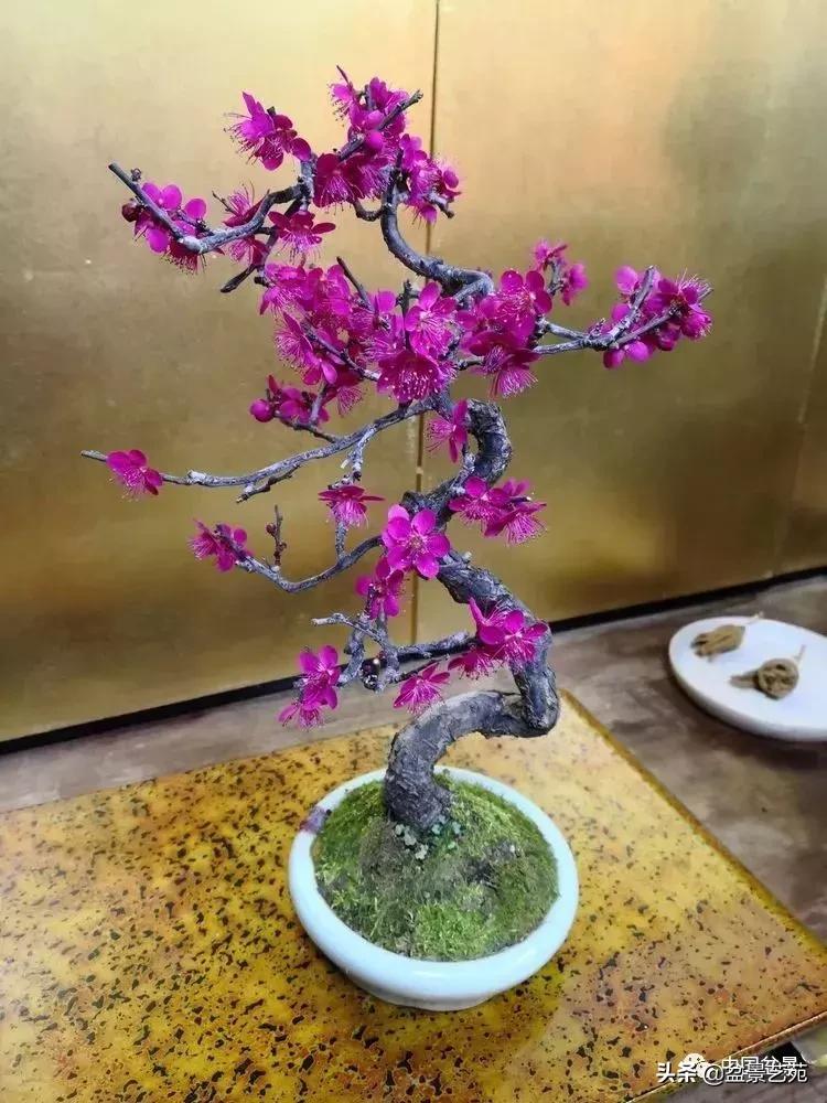 赏梅花十首最好的诗,最经典的梅花十绝