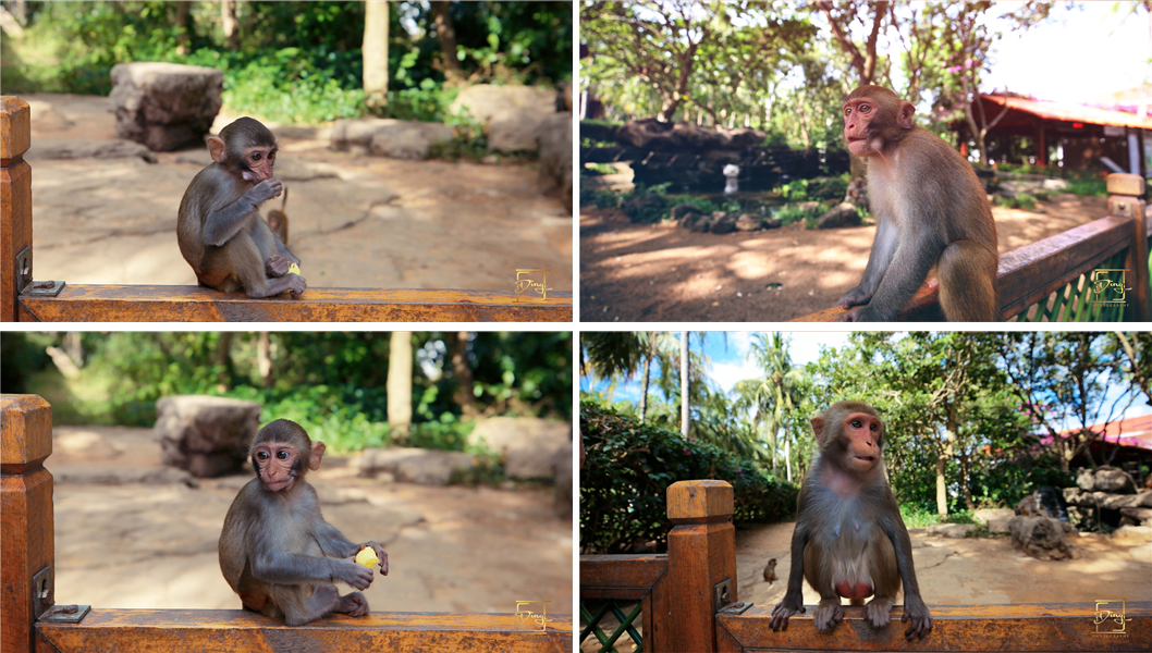 海南猴岛旅游自由行攻略,海南猴岛和呆呆岛攻略