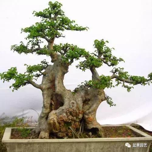 榆树盆景艺术欣赏,老桩榆树盆景欣赏