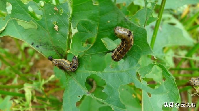 蔬菜夜蛾防治方法,大棚斜纹夜蛾虫害的治疗方法