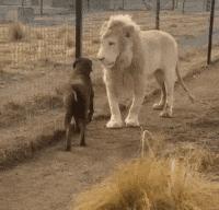 这只鹦鹉一直以为他是一只猴，所以每天都在重复做这个动作