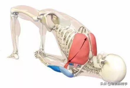 瑜伽18个基本体式,18个瑜伽体式正确图