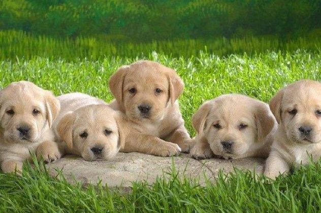 盘点宠物布偶猫,世界上最可爱的猫咪布偶猫