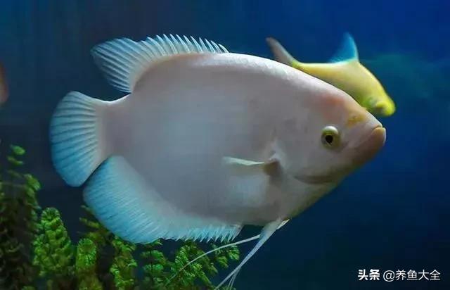 鱼缸水可以治疗鱼病吗,养鱼如何治鱼病