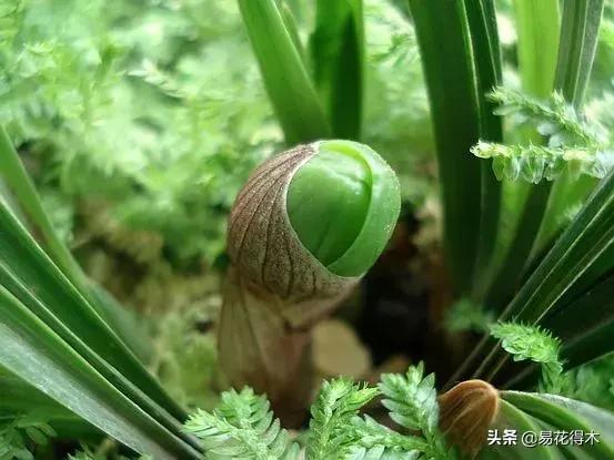 春兰荷瓣几大名品,春兰环球荷鼎和大富贵的区别