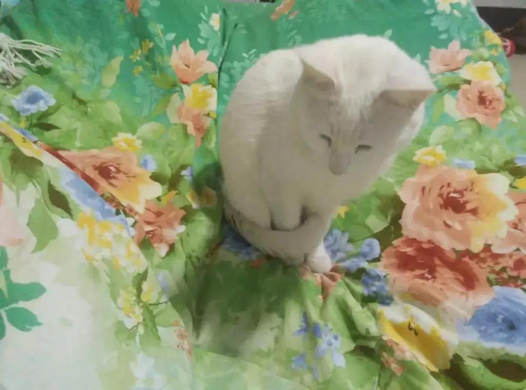 狗猫鼠阅读笔记,狗猫鼠内容概括