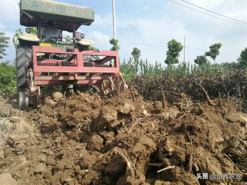 农村小规模种植什么赚钱,未来农村种植赚钱的六个方向