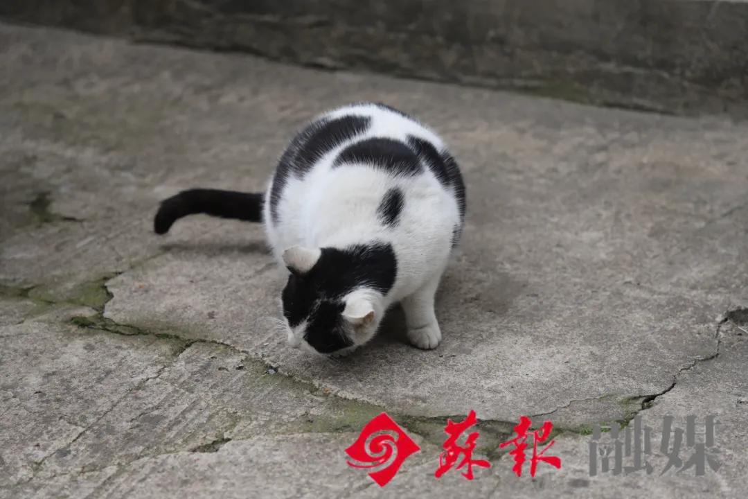 苏州旅游必打卡的10个景点,苏州适合周末放松的景区