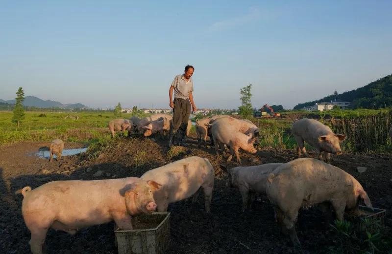 仔猪养殖2800元,一头仔猪800元