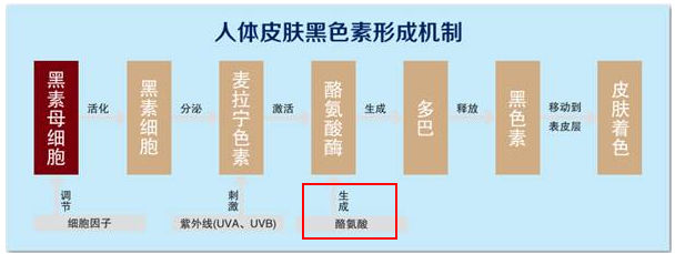 夏天晒黑怎么恢复美白,夏天晒黑了怎么快速变白