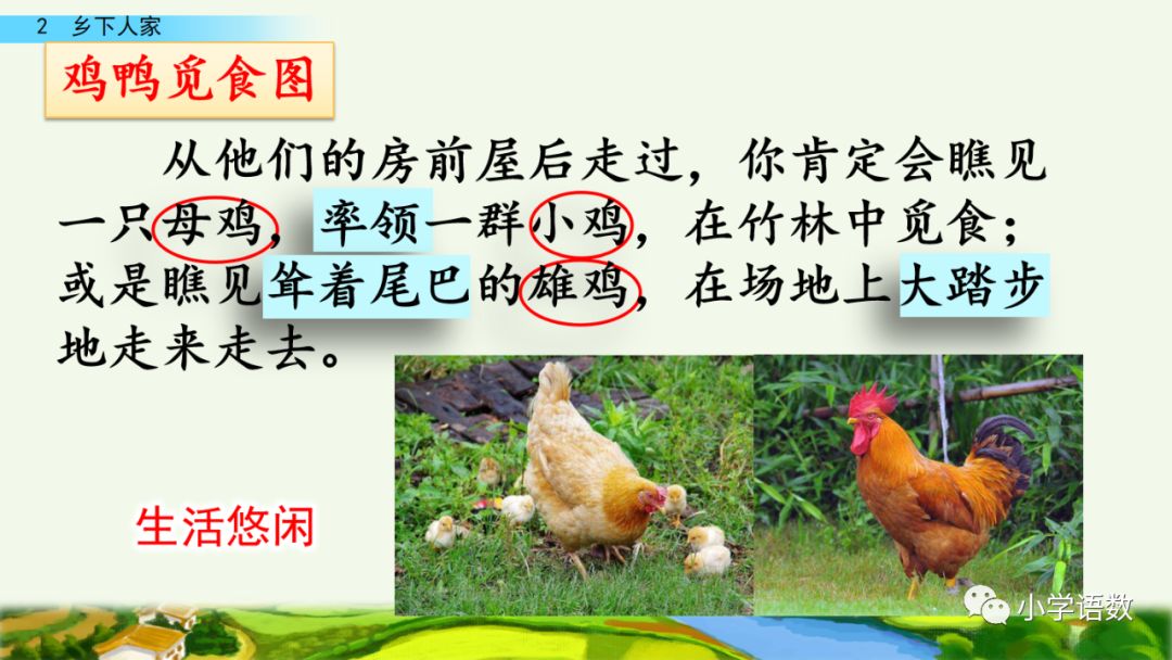 四年级下册乡下人家小练笔350字,四年级语文下册繁星精讲教学视频