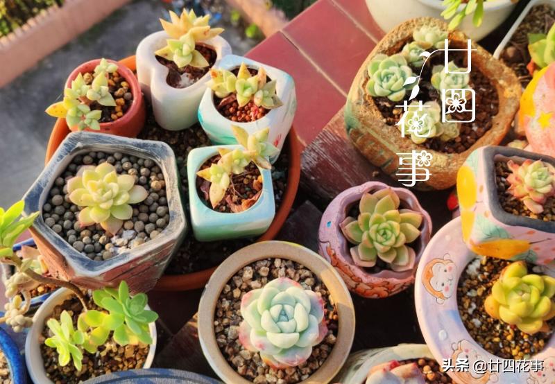 多肉植物如何上色更快呢,多肉植物不上色