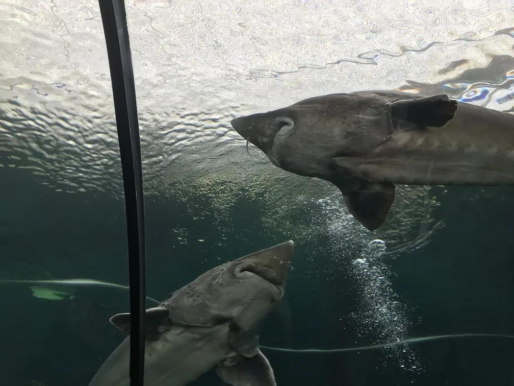 黑龙江里的鳇鱼以什么为食,松花江历史上最大的鳇鱼