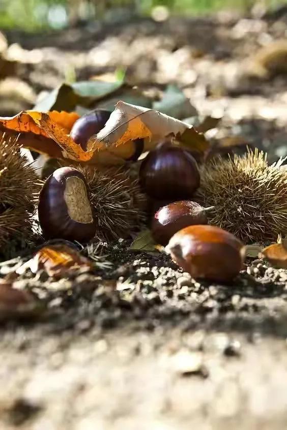 世界十大珍贵的植物图片,世界上罕见的名贵植物图片
