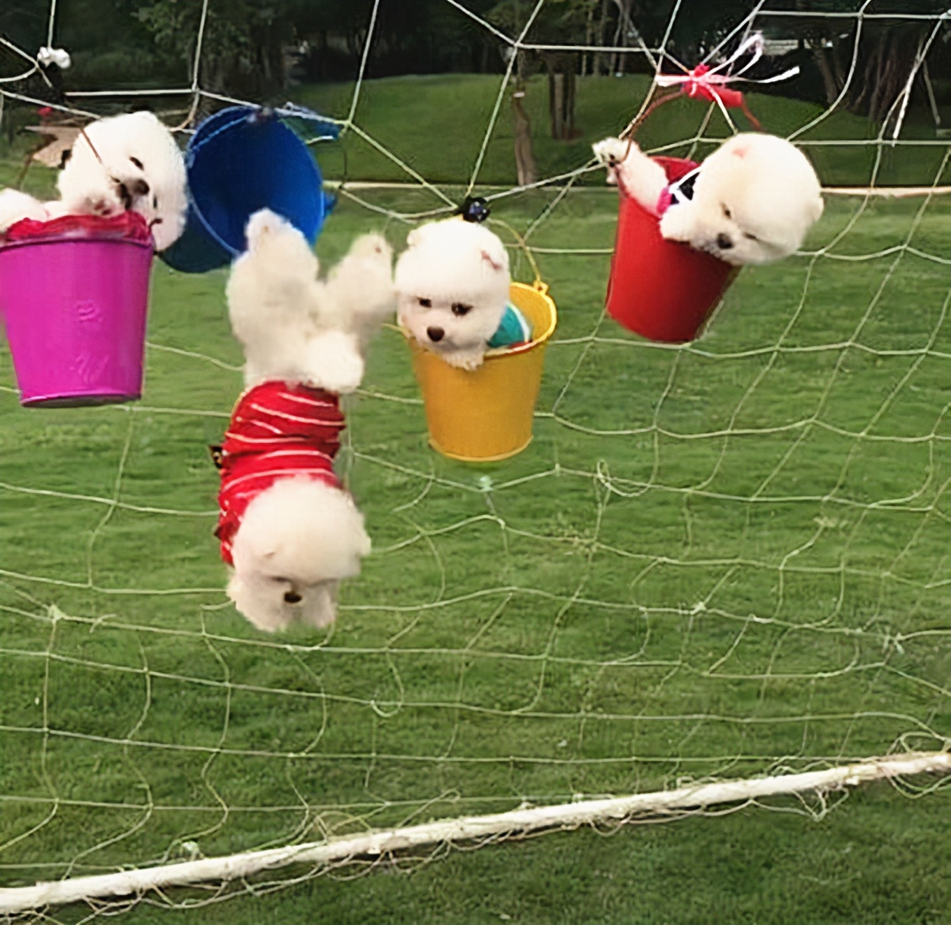 4鍙皬鐙楄閬楀純,鍥涘彧灏忕嫍琚冻鐞冪牳