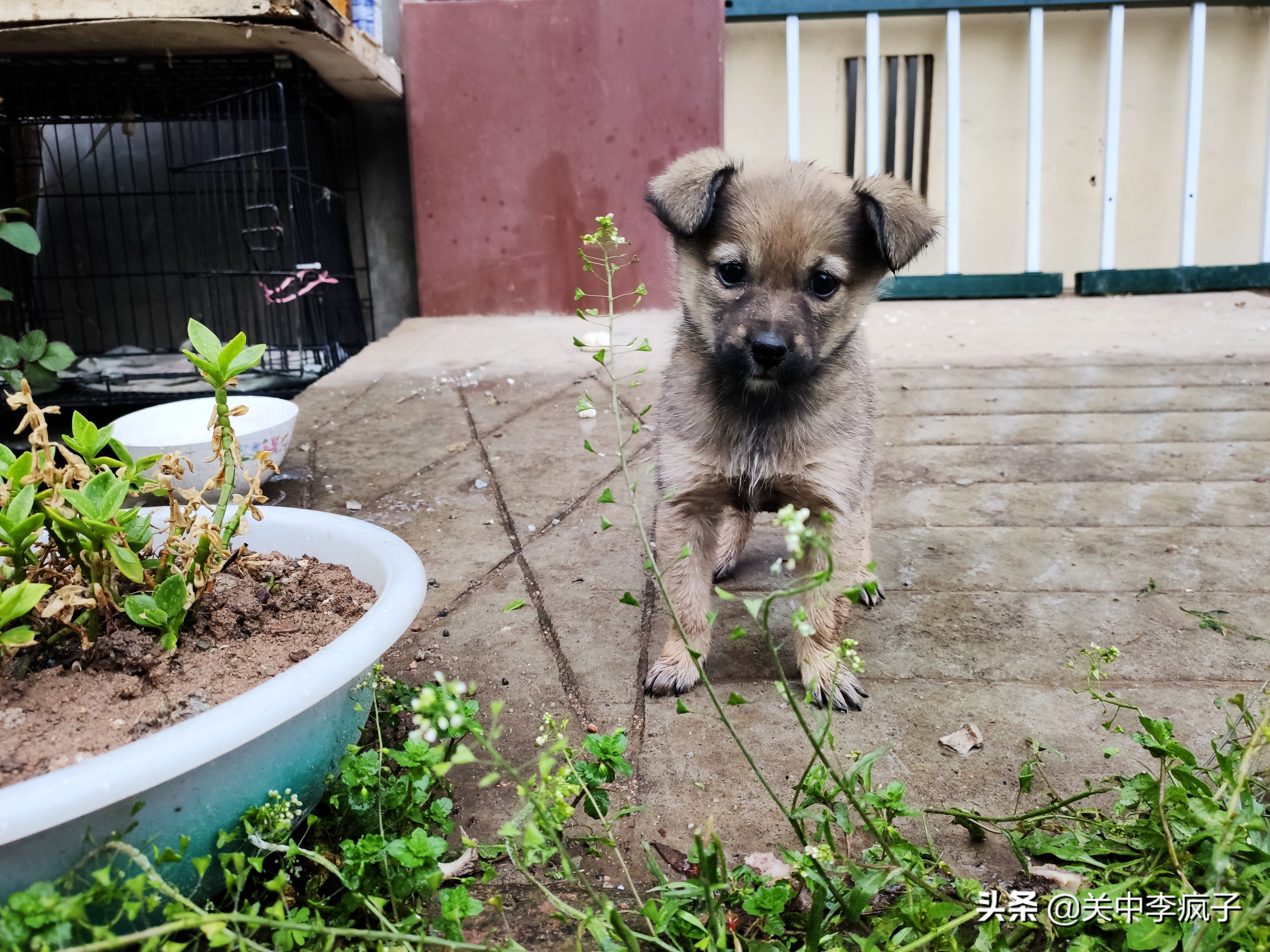春天来了，这只叫青皮的旺财也来了