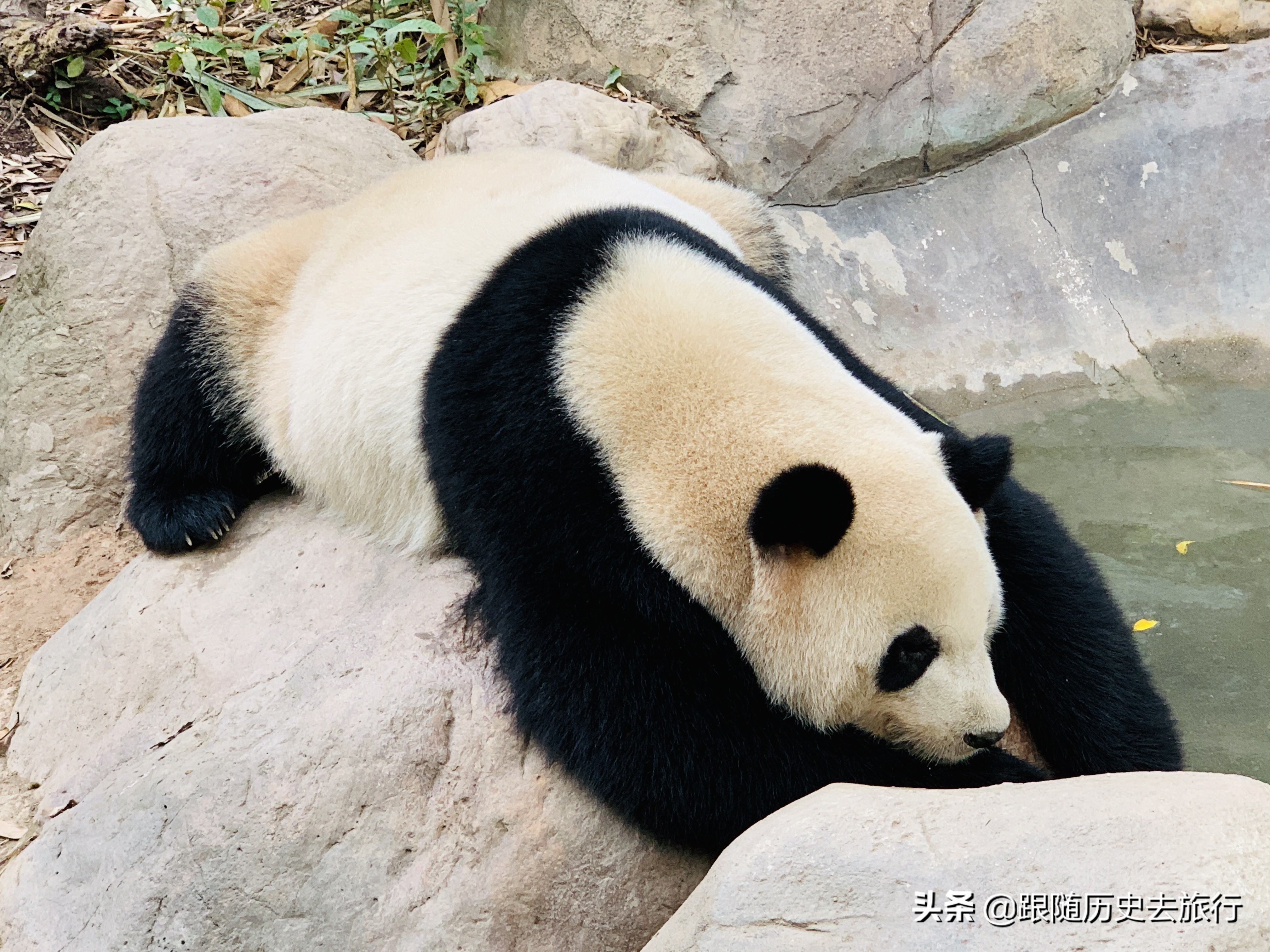 广州长隆动物园大熊猫门票多少钱,广州长隆水动物世界看大熊猫攻略
