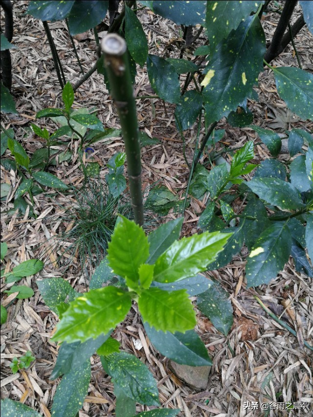 宜兴竹海徒步路线推荐,宜兴竹海最高海拔多少