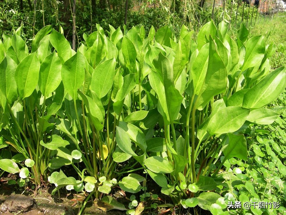 乐山适合种植什么中药材,乐山中药材淫羊藿