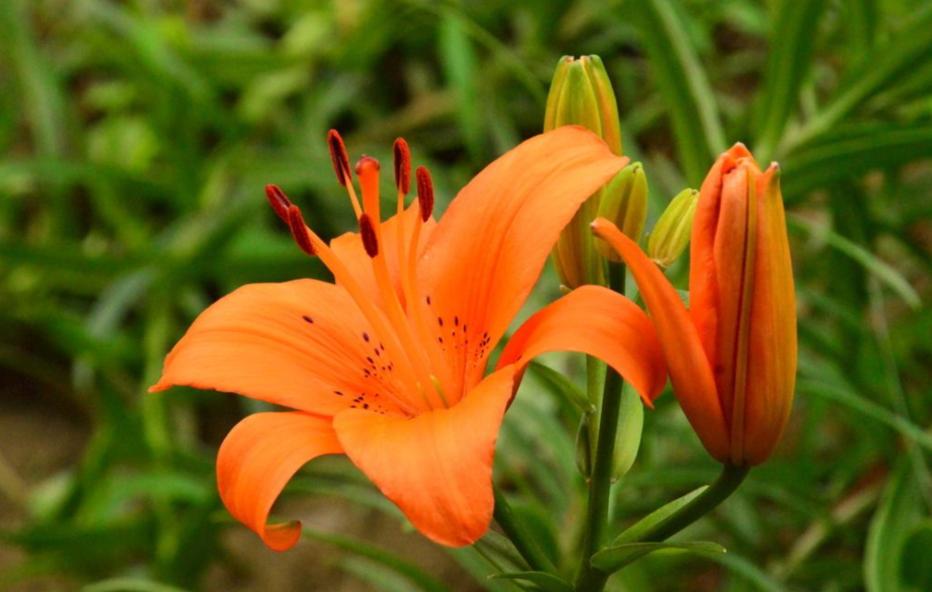 盆栽百合开花时要怎么养,盆栽百合开花后怎么打理还会开花