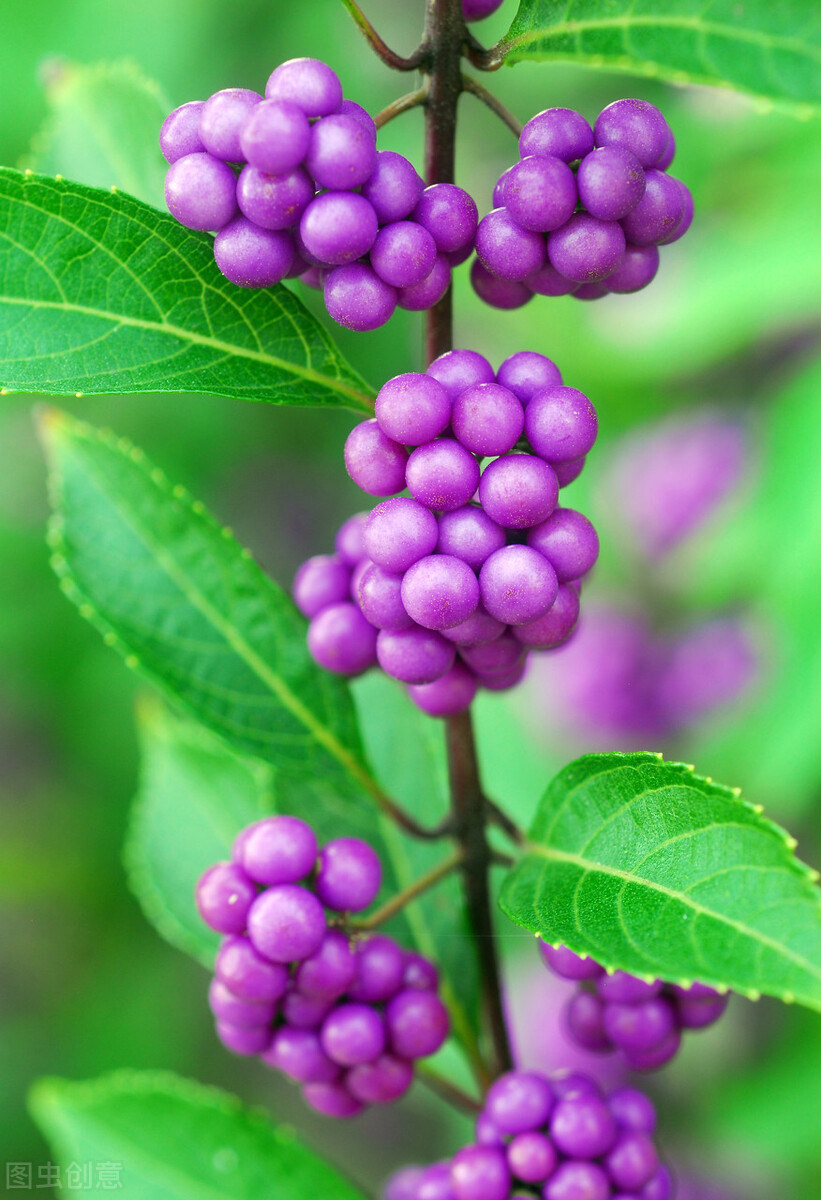 盆栽观果植物有哪些,观果植物具备哪些特征