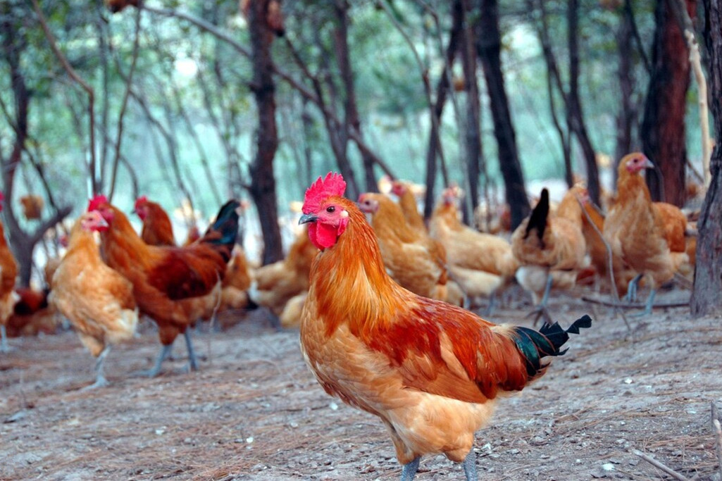 最好吃的土鸡品种排名,哪一品种土鸡最好养最好吃