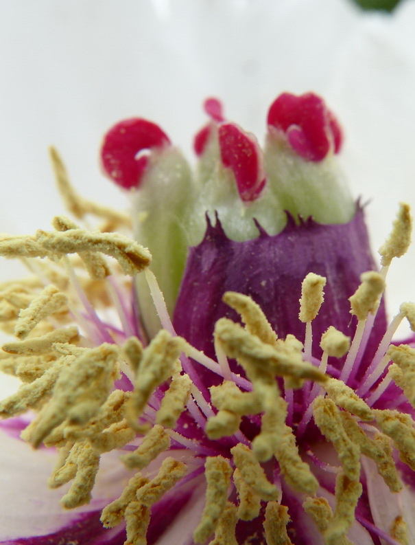 光荣v20能微距拍照嘛,光荣v20的相机微距在哪里