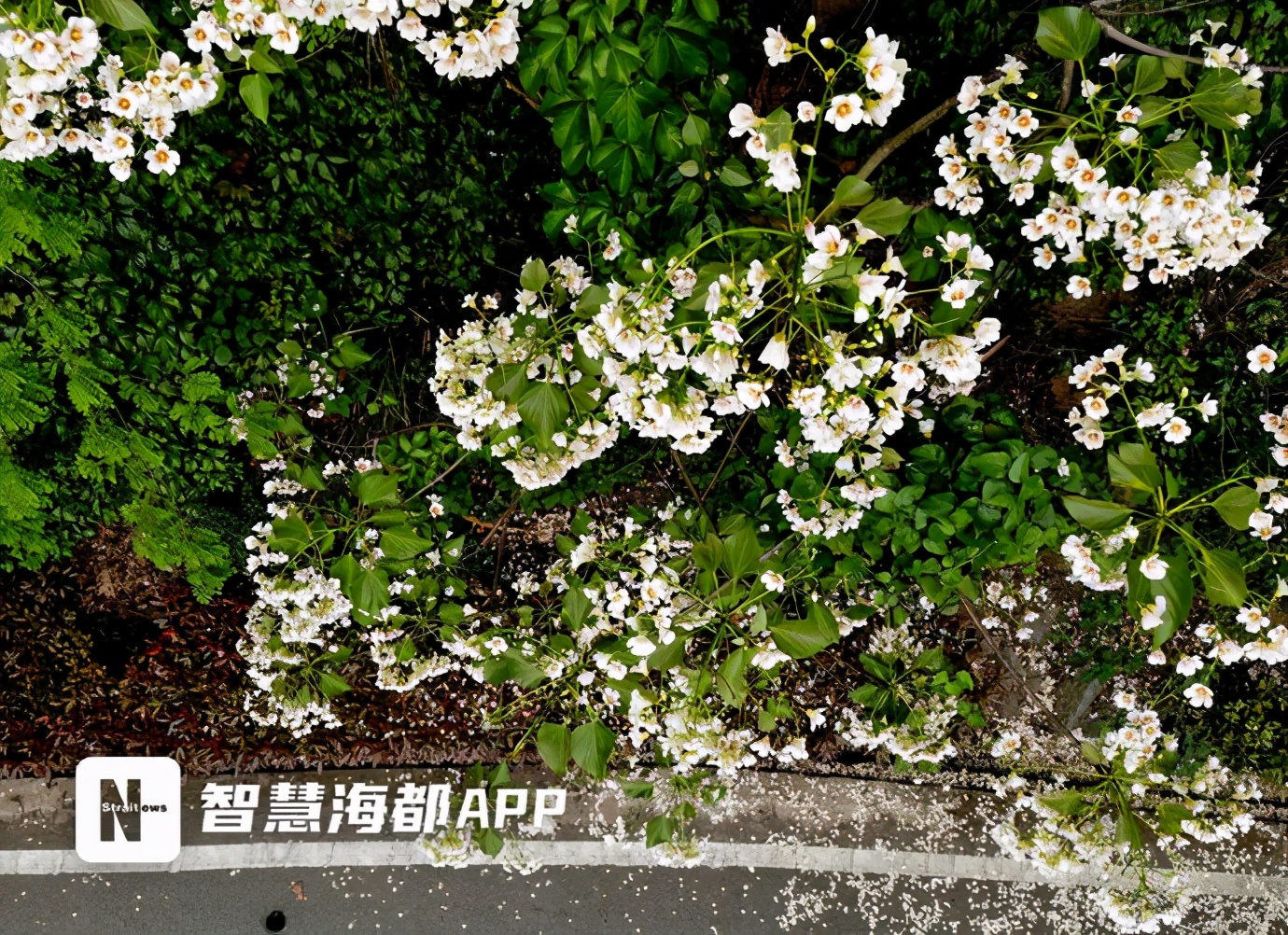 美翻了！福州将迎来两波白色浪漫！油桐、千年桐相继开放