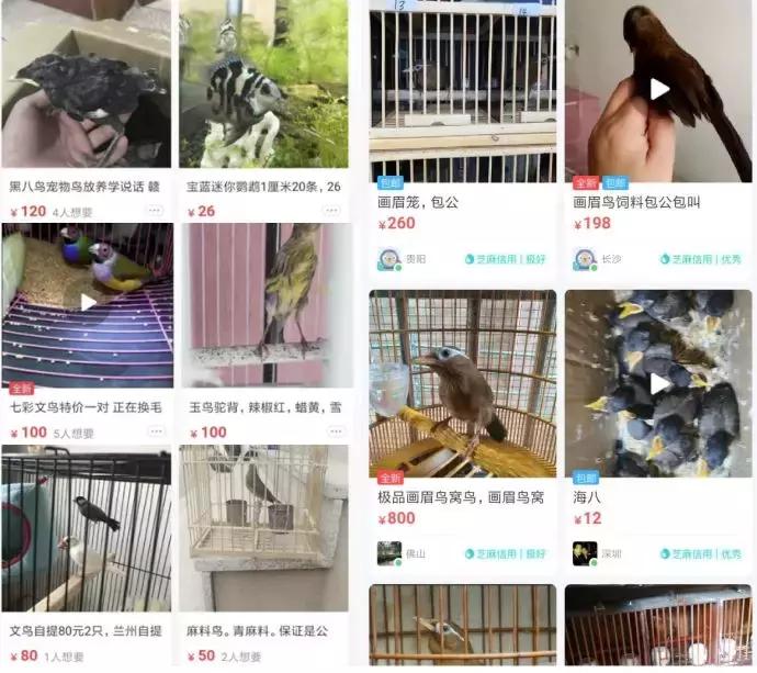 我在闲鱼被骗,我在闲鱼上面被骗了怎么办