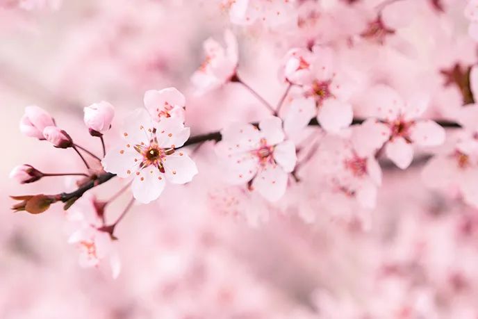 赞美春天春暖花开的诗词,描写春天的诗词100首