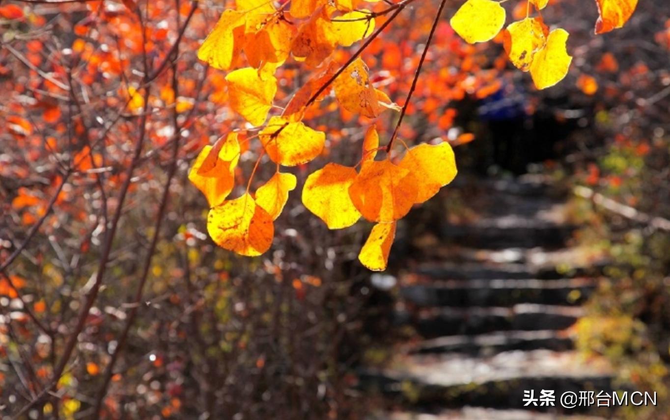 太行川寨多彩梯田,河北太行山红叶风景