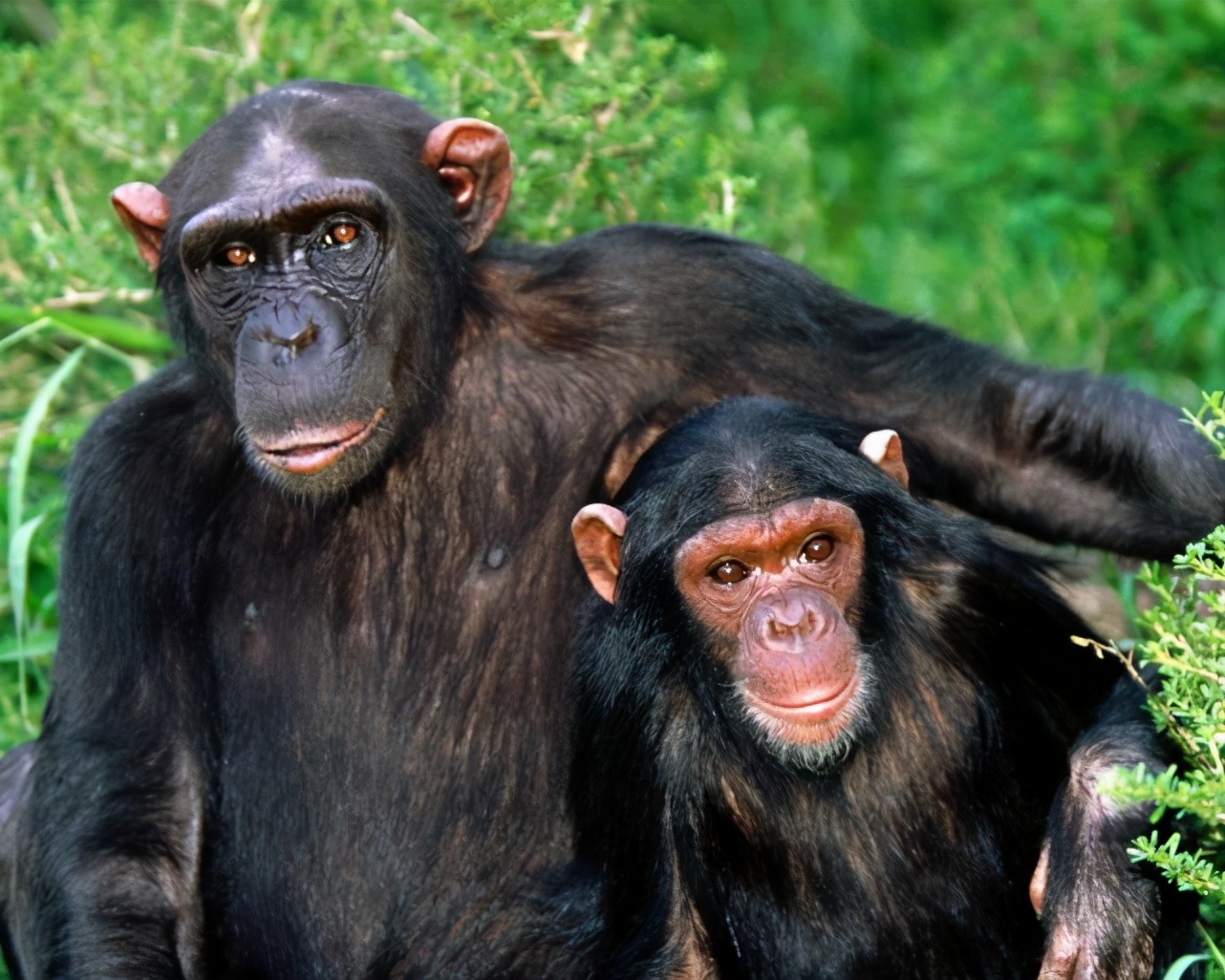 人类与外星生物融为一体,外星植物属于外星生命吗