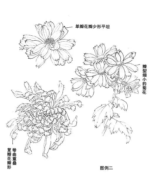 菊花国画入门简单教程,国画菊花画法技法教程