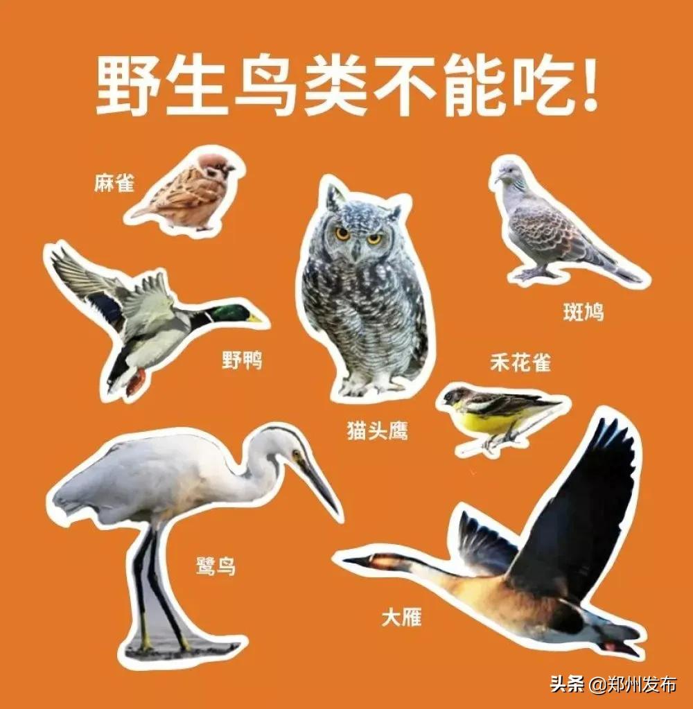 野味都有什么动物,哪些动物属于野味