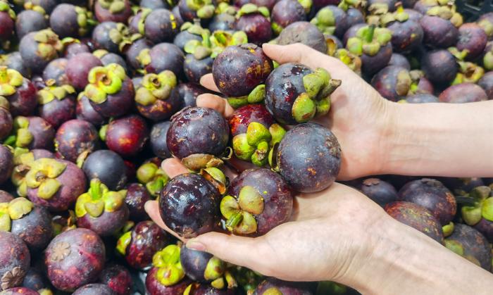 山竹挑选小技巧,山竹的挑母方法