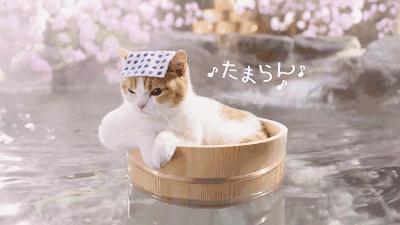 不用去日本就能去的猫岛,不用去日本的海边